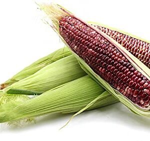 Red Corn/maize For Sale