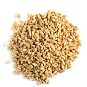 Premium Quality Whole Grain Wheat 50000 Mt