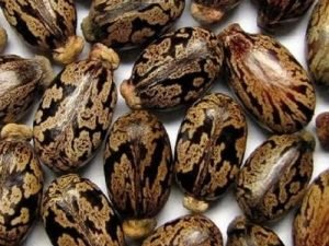 Castor Seed