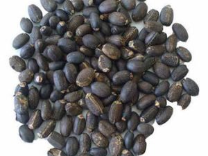 Jatropha Seed(best Quality)